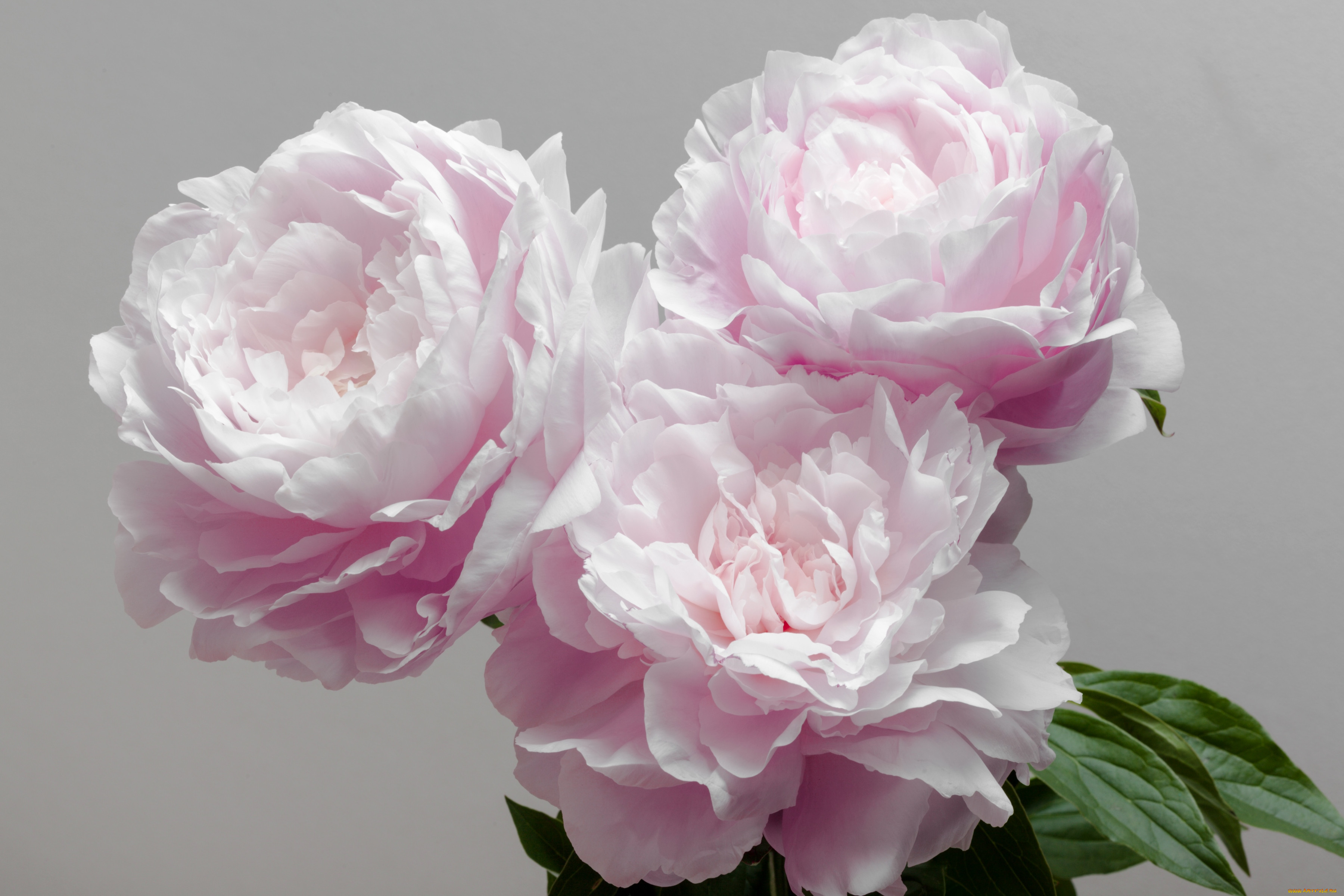 Фотообои Пионы и розы, Арт. - купить в интернет-магазине Photostena
